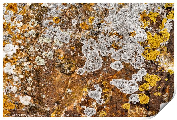 Lichen Abstract Print by DiFigiano Photography
