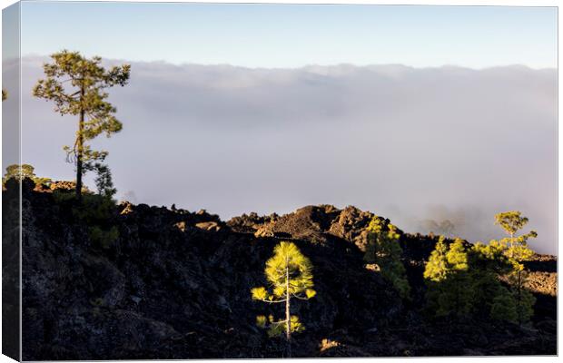 Dawn light on Canarian pines Tenerife Canvas Print by Phil Crean