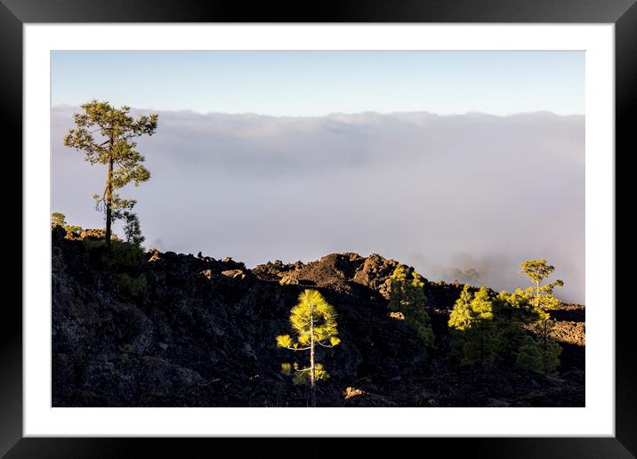 Dawn light on Canarian pines Tenerife Framed Mounted Print by Phil Crean
