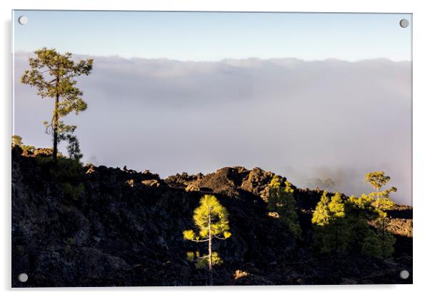 Dawn light on Canarian pines Tenerife Acrylic by Phil Crean