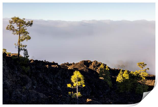 Dawn light on Canarian pines Tenerife Print by Phil Crean