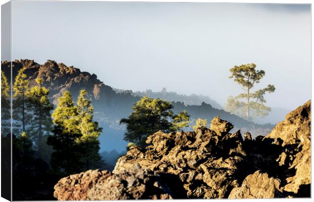 Pines and volcanic landscape in the mist Tenerife Canvas Print by Phil Crean