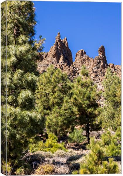 Canarian pine trees and volcanic landscape Tenerife Canvas Print by Phil Crean