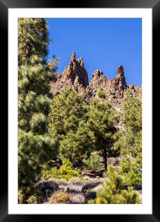 Canarian pine trees and volcanic landscape Tenerife Framed Mounted Print by Phil Crean