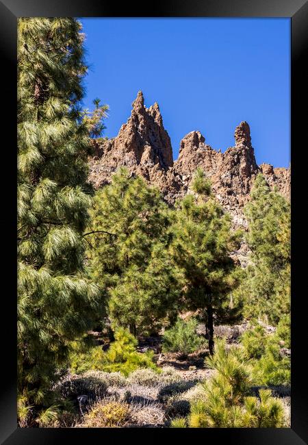 Canarian pine trees and volcanic landscape Tenerife Framed Print by Phil Crean