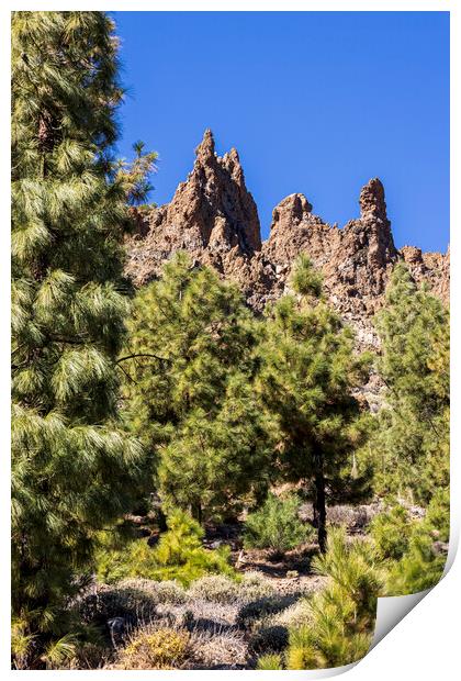 Canarian pine trees and volcanic landscape Tenerife Print by Phil Crean