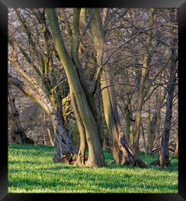 Leaning Trees Framed Print by Andy Shackell