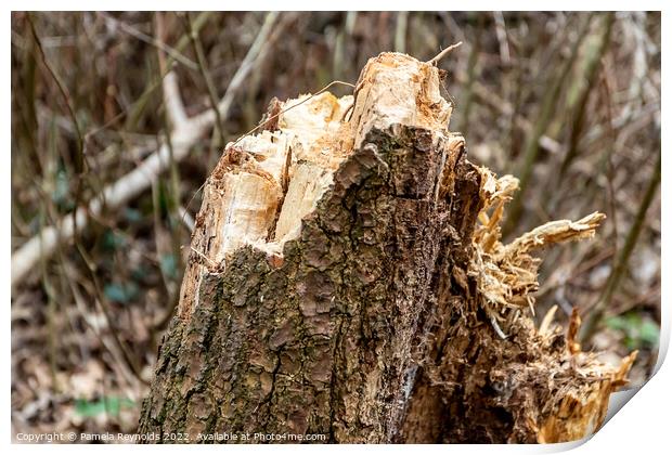 Tree that was damaged during a storm Print by Pamela Reynolds