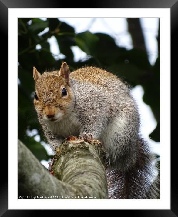 A squirrel on a branch. Framed Mounted Print by Mark Ward
