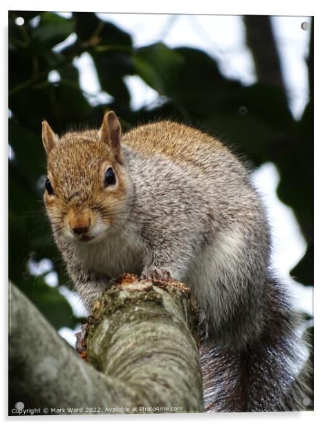 A squirrel on a branch. Acrylic by Mark Ward