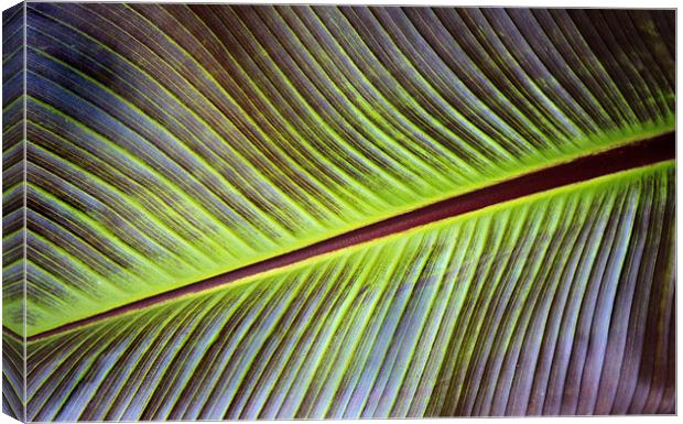 Banana Leaf Canvas Print by Ian Jeffrey