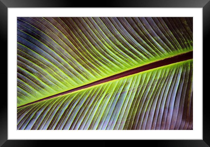 Banana Leaf Framed Mounted Print by Ian Jeffrey