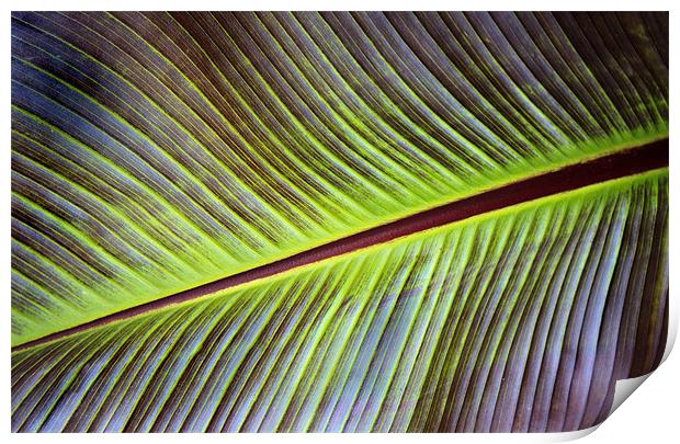 Banana Leaf Print by Ian Jeffrey