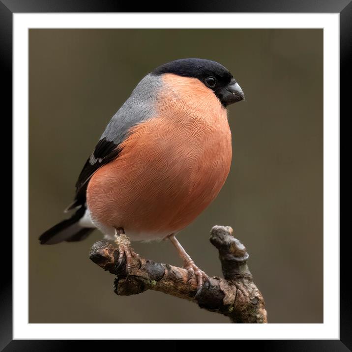 Male Bullfinch Framed Mounted Print by Jonathan Thirkell