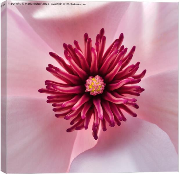Magnolia Heart Canvas Print by Mark Rosher