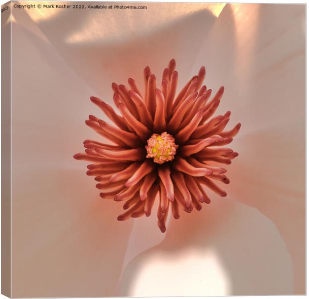 Magnolia Heart, Variation One Canvas Print by Mark Rosher