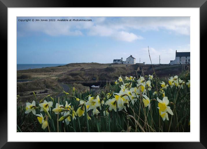 Seaton Sluice Harbour Daffodils Framed Mounted Print by Jim Jones