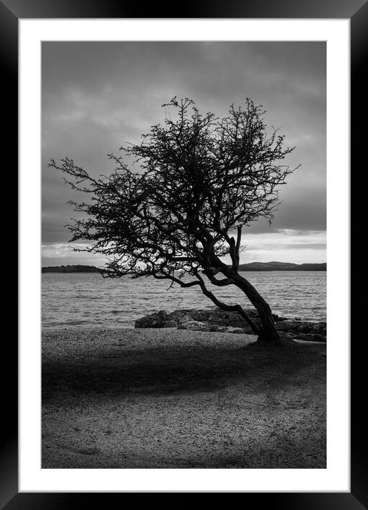 The Kippford tree Framed Mounted Print by christian maltby