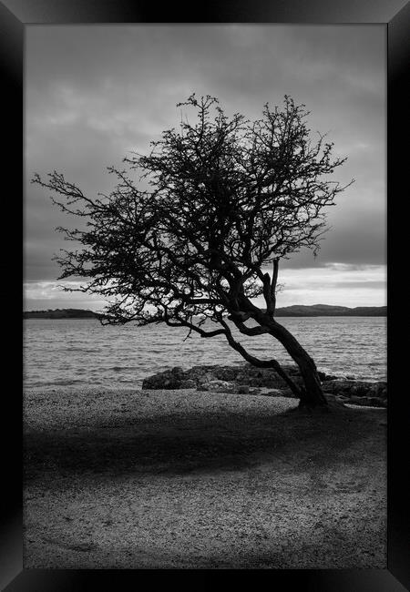 The Kippford tree Framed Print by christian maltby