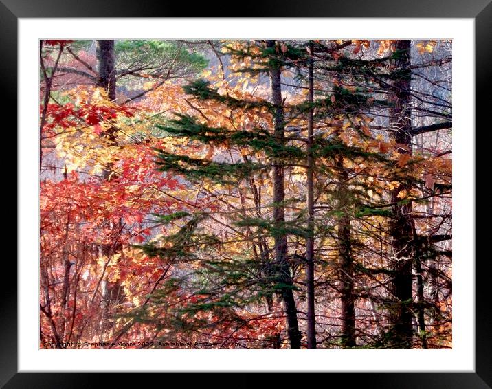 Forest trees Framed Mounted Print by Stephanie Moore
