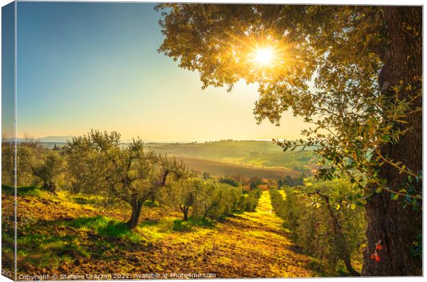 Maremma countryside panorama and olive grove at sunset. Canvas Print by Stefano Orazzini