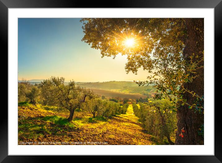 Maremma countryside panorama and olive grove at sunset. Framed Mounted Print by Stefano Orazzini