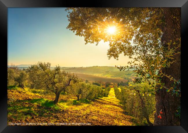 Maremma countryside panorama and olive grove at sunset. Framed Print by Stefano Orazzini