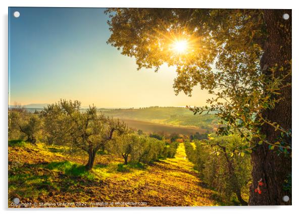 Maremma countryside panorama and olive grove at sunset. Acrylic by Stefano Orazzini