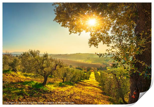 Maremma countryside panorama and olive grove at sunset. Print by Stefano Orazzini