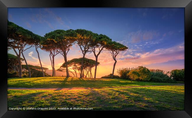 Pine tree group close to sea and beach. Baratti, Tuscany. Framed Print by Stefano Orazzini