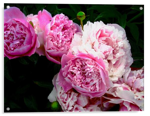 Beautiful pink Peonies Acrylic by Stephanie Moore