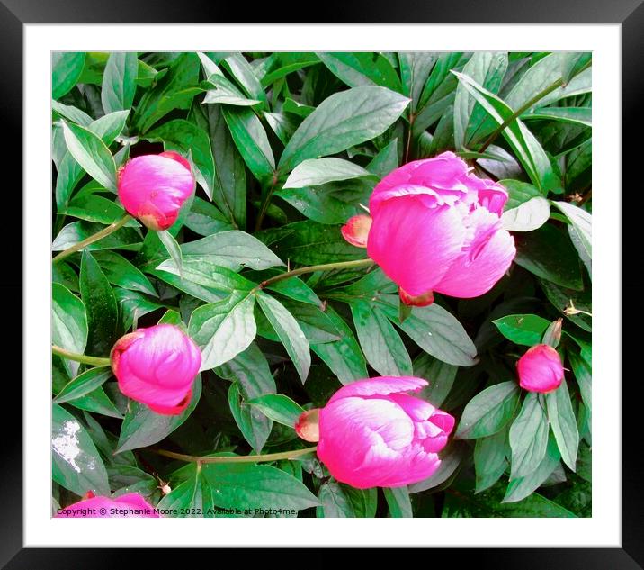 Peony buds Framed Mounted Print by Stephanie Moore