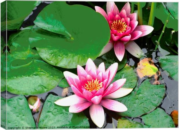 Water lilies Canvas Print by Stephanie Moore