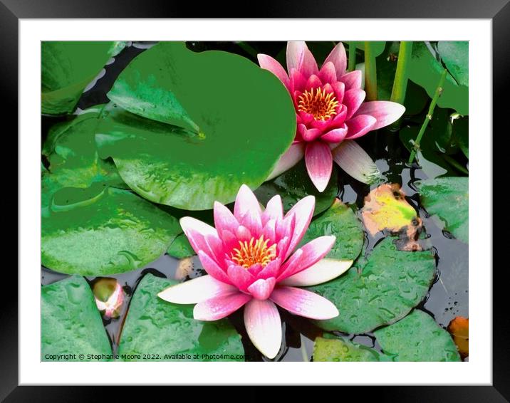 Water lilies Framed Mounted Print by Stephanie Moore