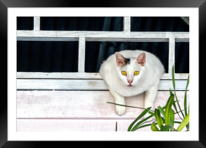 Cat watching from an opening above a fence Framed Mounted Print by Kevin Hellon