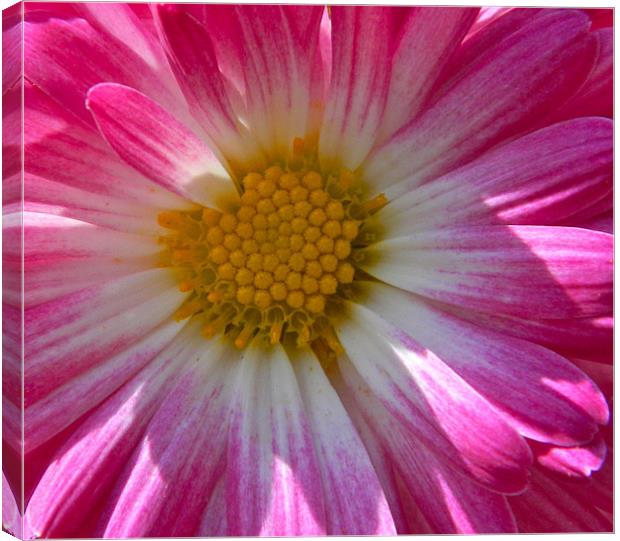 pink chrysanthemum Canvas Print by anthony pallazola