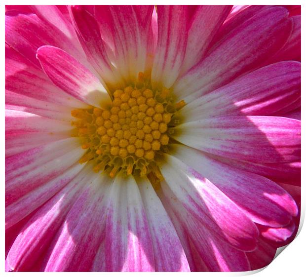 pink chrysanthemum Print by anthony pallazola