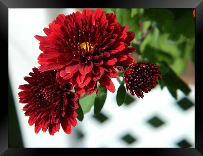red chrysanthemums Framed Print by anthony pallazola