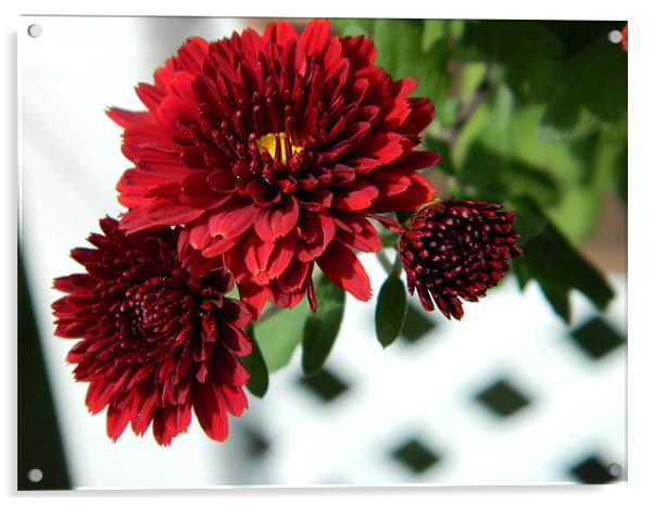 red chrysanthemums Acrylic by anthony pallazola