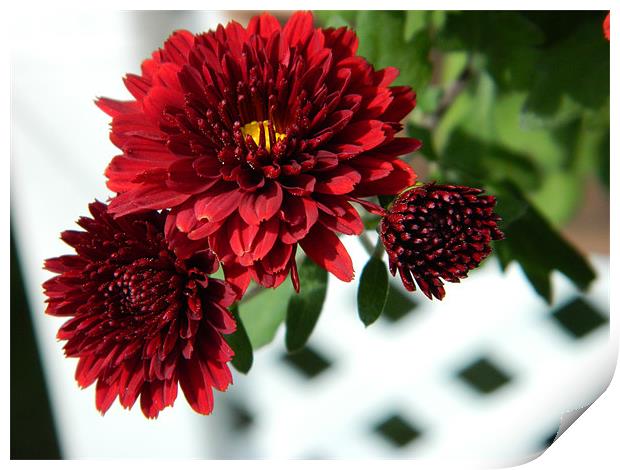 red chrysanthemums Print by anthony pallazola