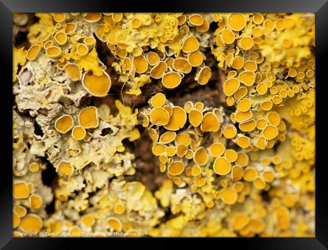 Lichens closeup Framed Print by Tom Curtis