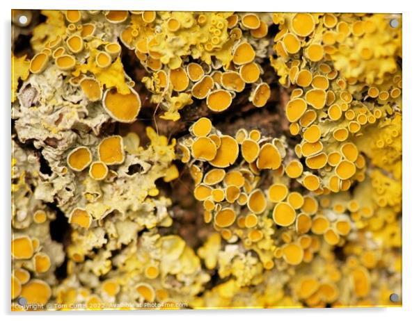 Lichens closeup Acrylic by Tom Curtis