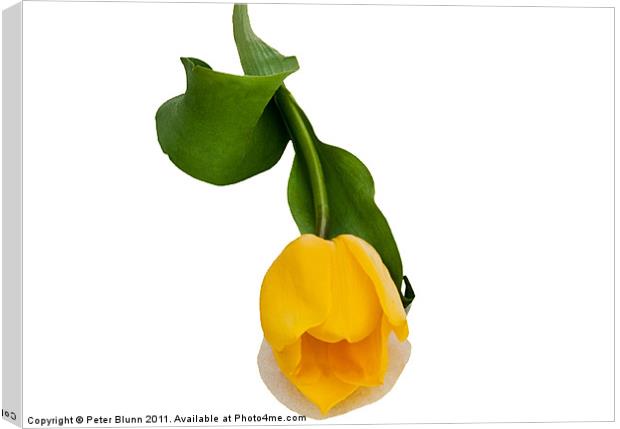 Yellow Tulip On A White B/G Canvas Print by Peter Blunn