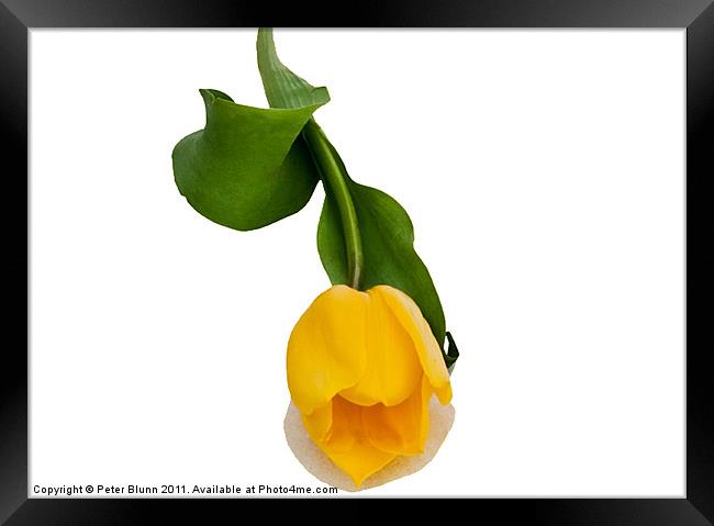 Yellow Tulip On A White B/G Framed Print by Peter Blunn