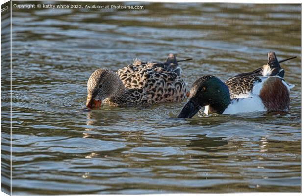 The shoveler; male shoveler; female shoveler Canvas Print by kathy white