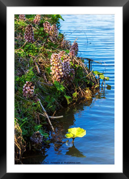 Butterbur flower growing on a river bank Framed Mounted Print by Joy Walker
