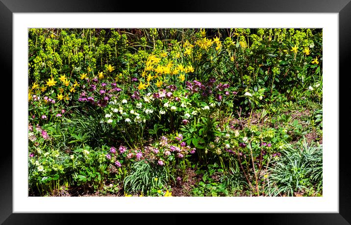 Spring flower garden Framed Mounted Print by Joy Walker