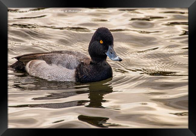 lesser scaup duck Framed Print by kathy white