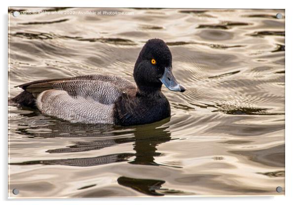lesser scaup duck Acrylic by kathy white