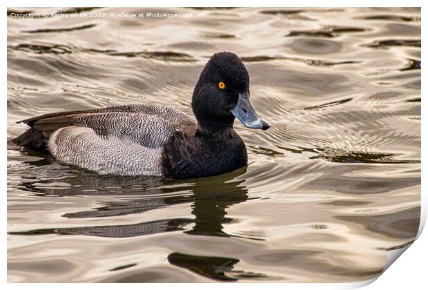 lesser scaup duck Print by kathy white